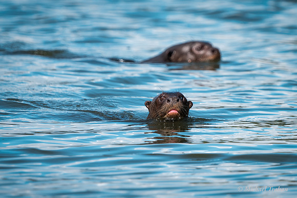 Giant Otter