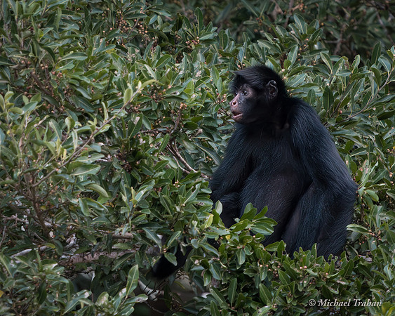 Peruvian Spider Monkey