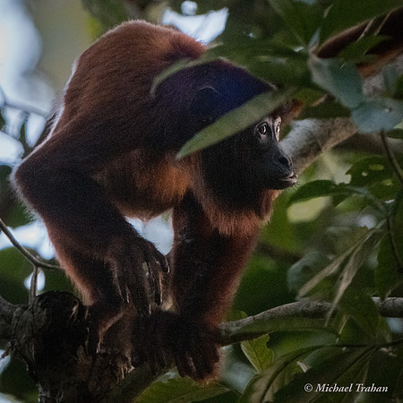 Red Howler Monkey