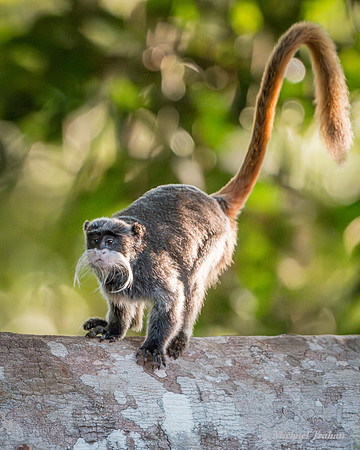 Emperor Tamarin