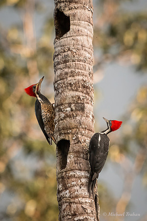 Linneated Woodpacker