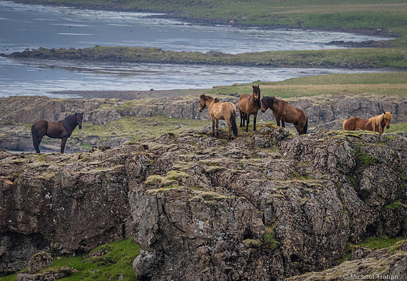 Icelandic Horses