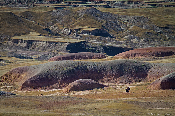 Where the Buffalo Roam
