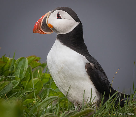 Atlantic Puffin