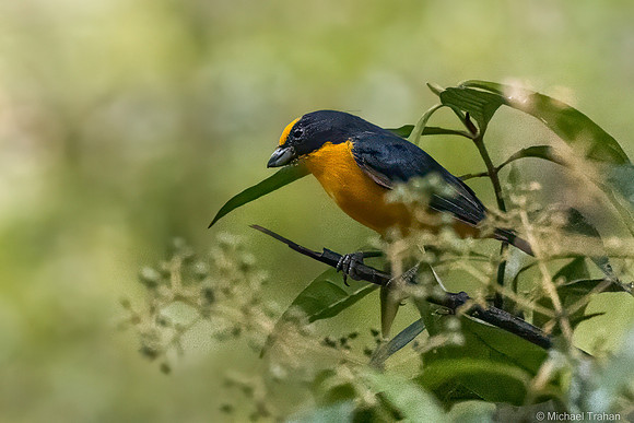 Thick-billed Euphonia