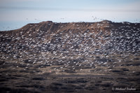 A Gaggle of Snow Geese