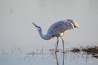 Sandhill Crane