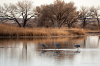 Sandhill Crane