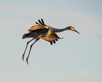 Sandhill Crane