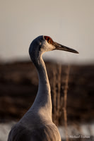 Sandhill Crane