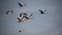 Sandhill Crane