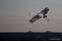Sandhill Crane
