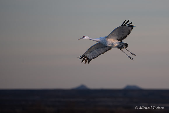 Sandhill Crane