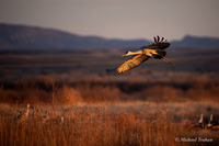 Sandhill Crane