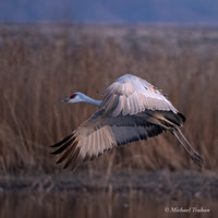 Sandhill Crane