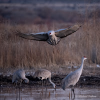 Sandhill Crane