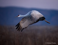 Sandhill Crane
