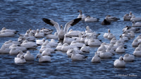 Ross's Goose