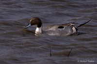 Northern Pintail
