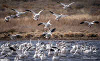 Northern Pintail