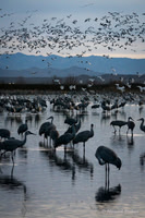Bosque del Apache Area Full Trip NM