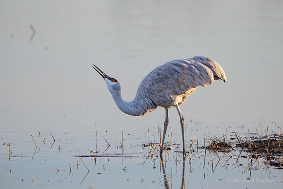 Sandhill Crane