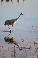 Sandhill Crane