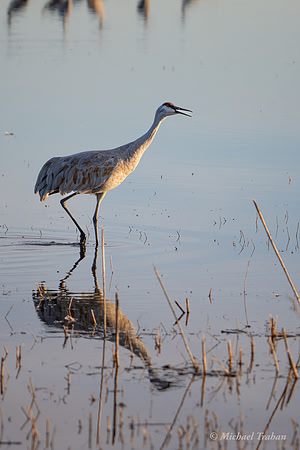 Sandhill Crane