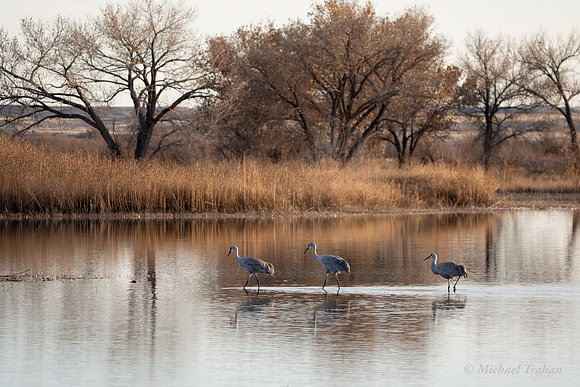 Sandhill Crane