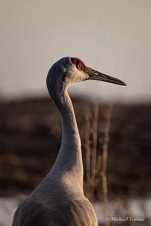 Sandhill Crane