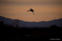 Sandhill Crane