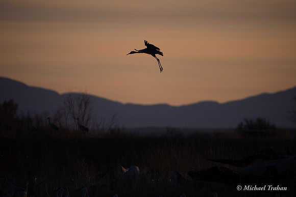Sandhill Crane