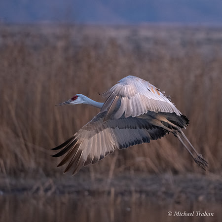Sandhill Crane