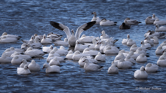 Ross's Goose