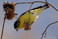 Lesser Goldfinch