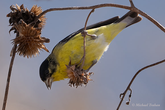 Lesser Goldfinch