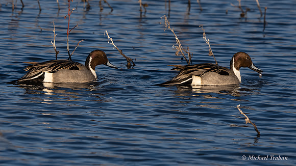Northern Pintail