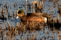 American Widgeon