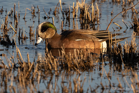 American Widgeon