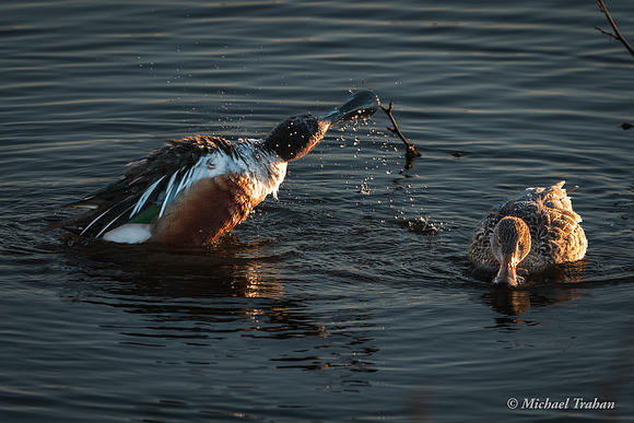 Northern Shoveler