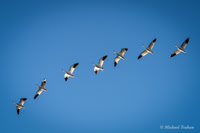 Snow Geese