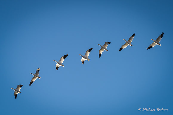 Snow Geese