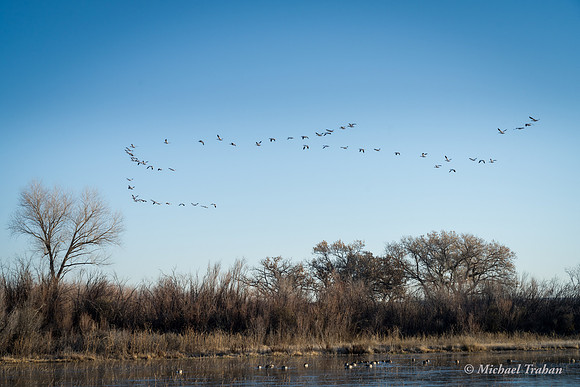 Snow Geese