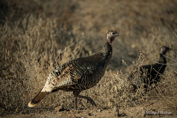 Wild Turkey Hens