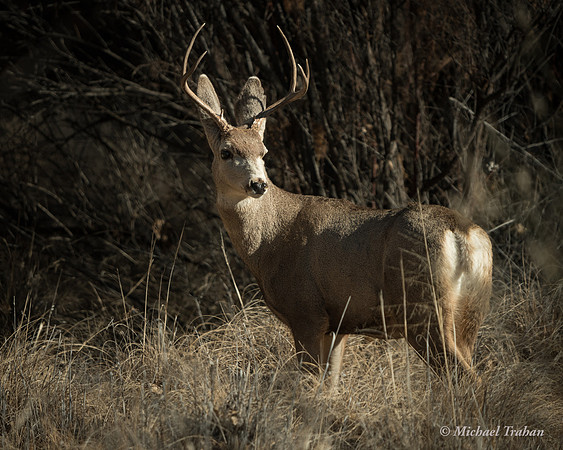 Mule Deer