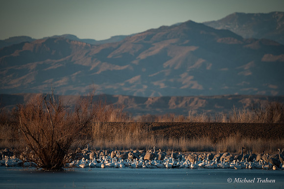 Sandhill Crane