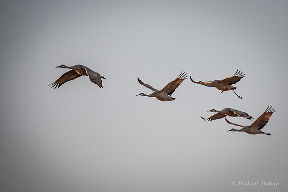 Sandhill Crane