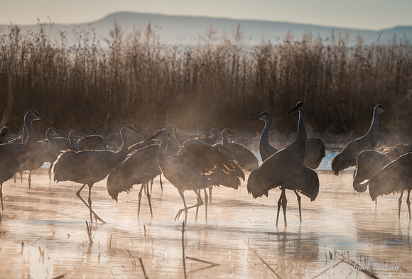 Sandhill Crane