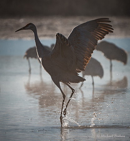 Sandhill Crane