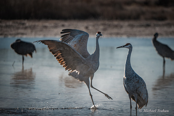 Sandhill Crane
